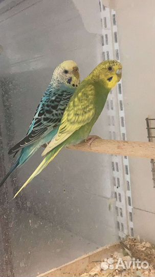 Пара чехи Попугай