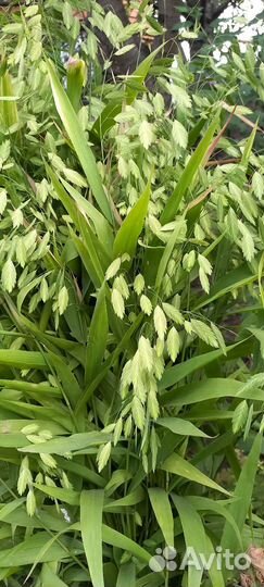 Растения для сада