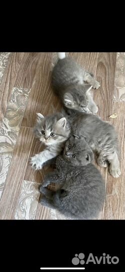 Британскте котята