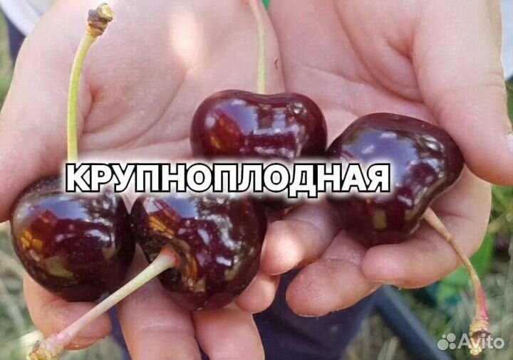 Плодовые декоративные деревья