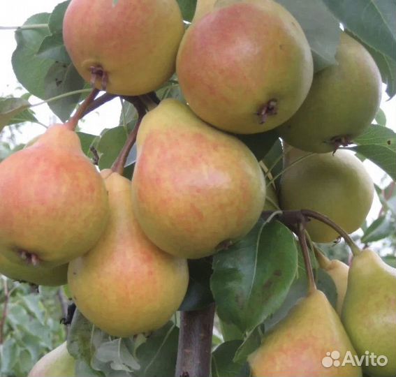 Груши саженцы-2024 весна