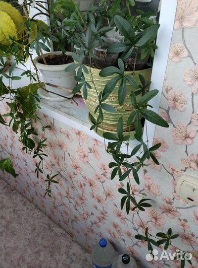 Пассифлора