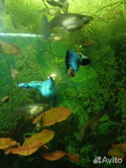 Аквариумные рыбки гуппи чистая линия