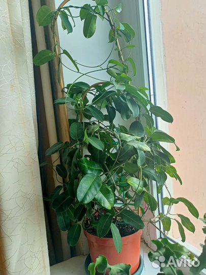 Стефанотис (жасмин)