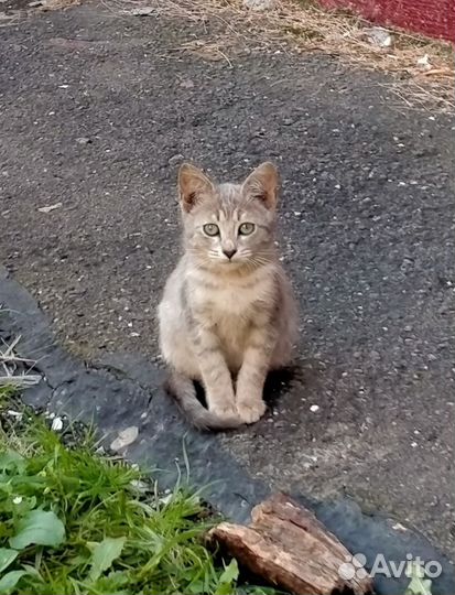 Красивые котята мальчики