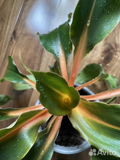 Хлорофитум грин оранж