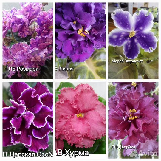 Детки сортовых фиалок