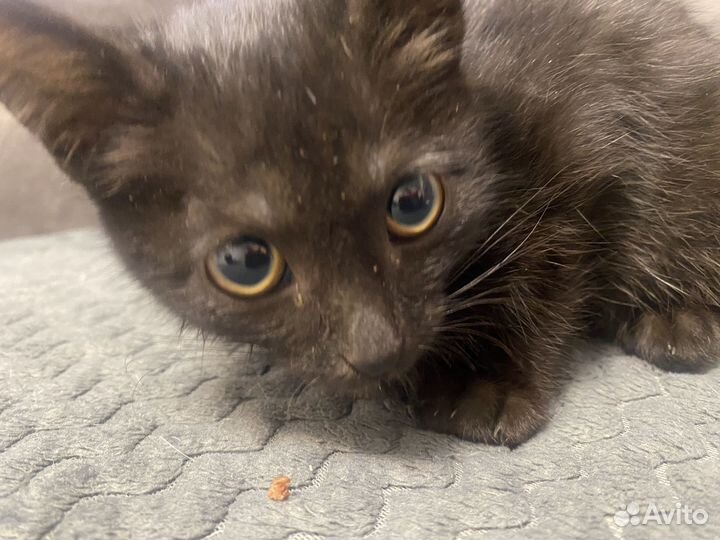 Найдена кошка