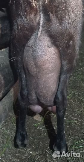 Козы ламанча