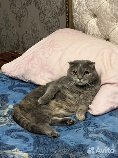 Шотландская