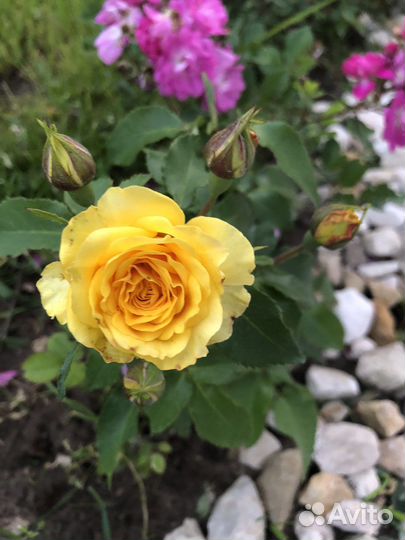 Саженцы роз спрей