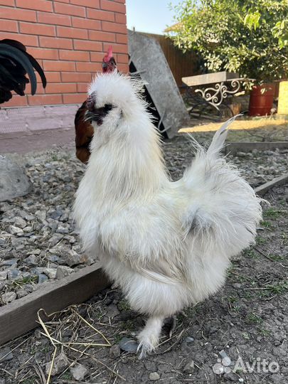 Петухи на продажу