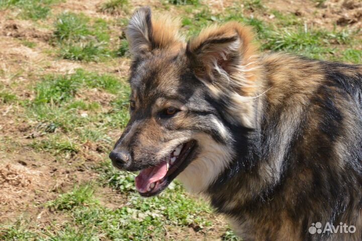 Милая собачка Ириска ждет родителей