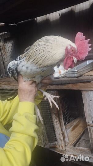 Молодые петухи