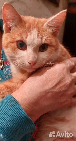 Кошка в дар