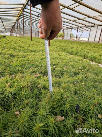 Сеянцы ели европейской зкс в розницу