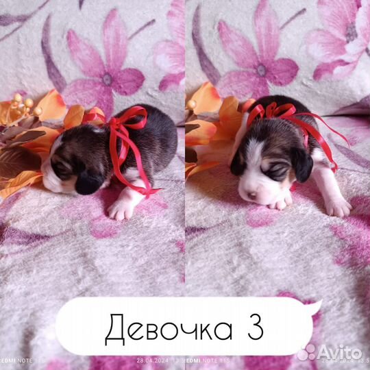 Щенки Бигля
