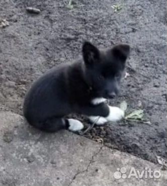Щенки бесплатно
