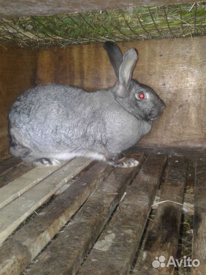 Продам крольчиху