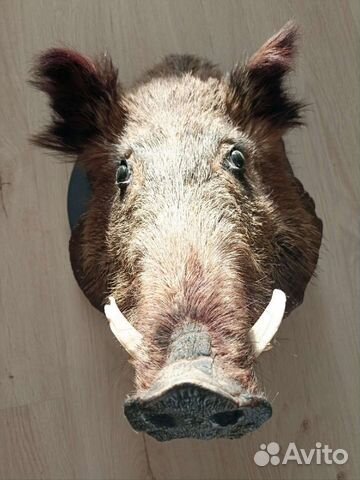Чучело головы кабана