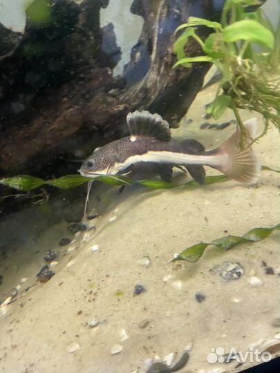 Краснохвостый сом