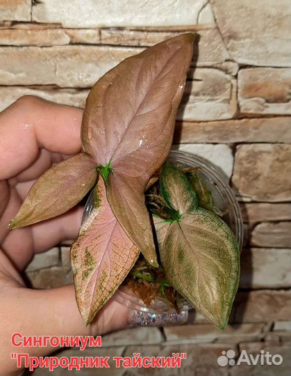 Сингониумы сортовые-2