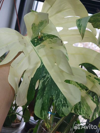 Монстера Тайская