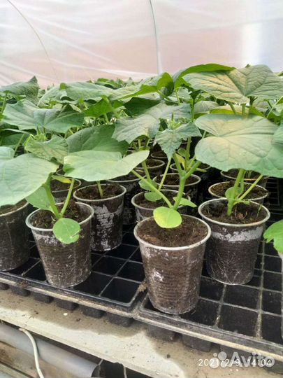 Рассада огурцы