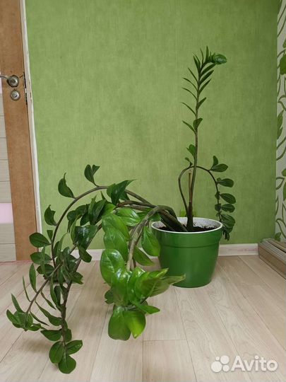 Замиокулькас (долларовое дерево)