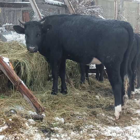 Телка 11 месяцев