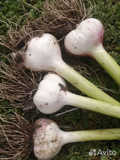 Чеснок зимний