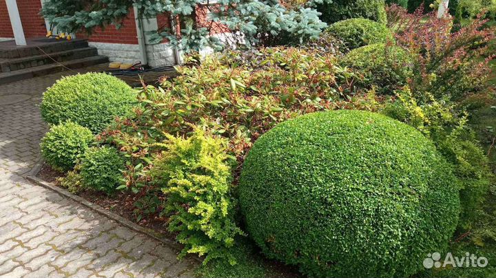 Ландшафтный дизайн, озеленение