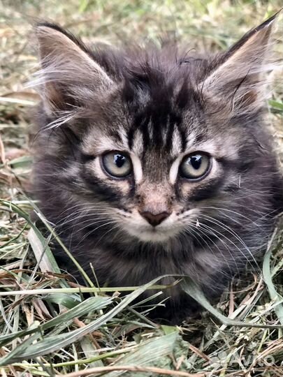 Котята ищут дом