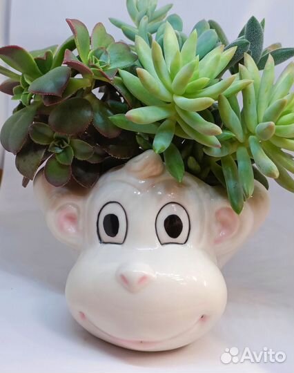 Садик из Суккулентов