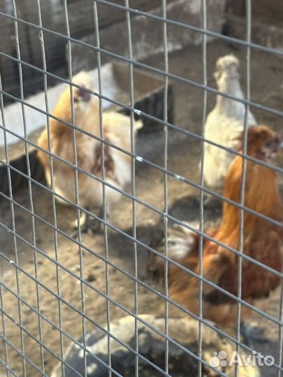 Подрощенные трехнедельные утята стар53