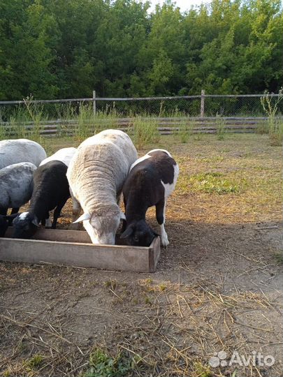 Ягнята дорпера