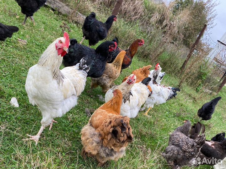 Куры молодняк