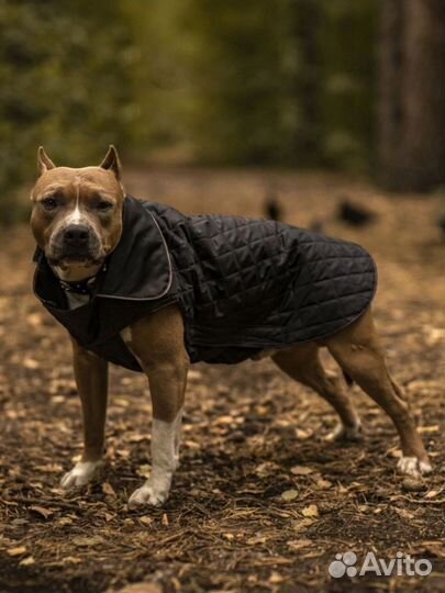 Попона для собаки
