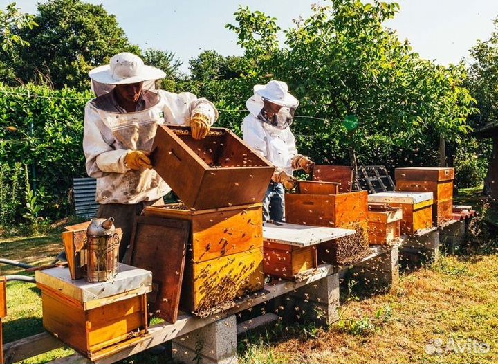 2024 Мед натуральный алтайский оптом