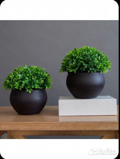 Декоративные растения