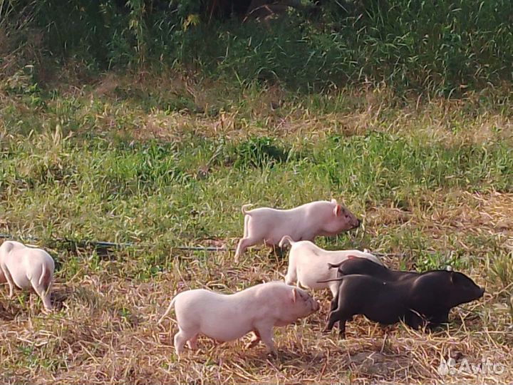 Вьетнамские вислобрюхие поросята