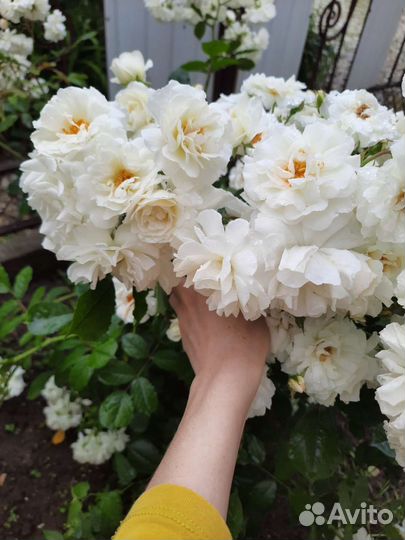 Цветы для полисадника