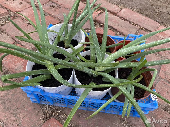 Алоэ лечебный