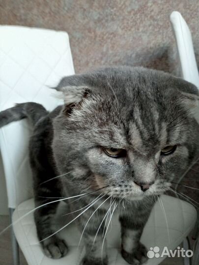 Шотландский кот вязка