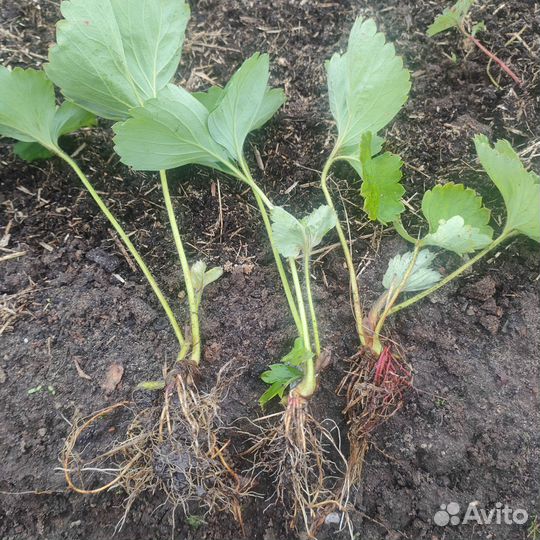 Клубника Кардинал