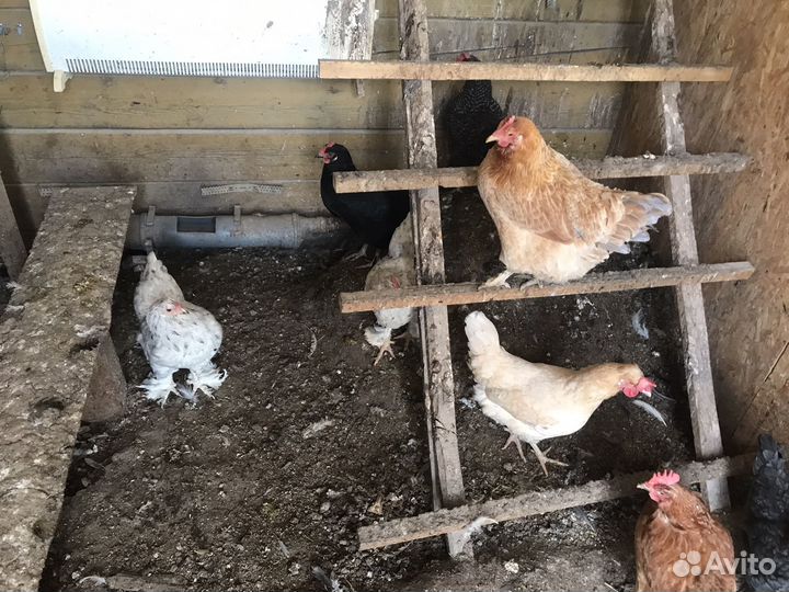 Куры несушки домашние