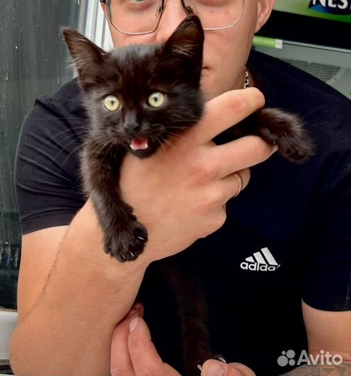 Кошечка в добрые ручки