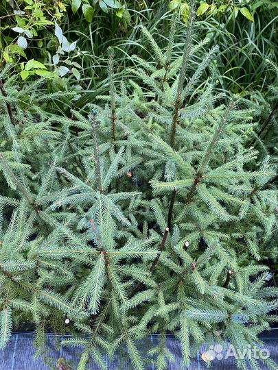 Ель красная саженцы (Picea Rubens)