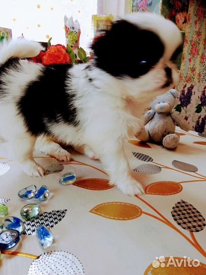 Японский хин