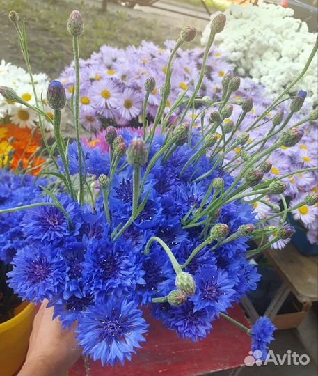 Букеты жемчужина, ромашки и васильки